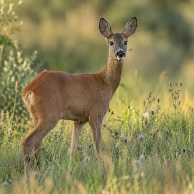 Reh im Sommerhaar steht aufmerksam am Wiesenrand